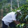 Caffè Bolivia Sol de la Mañana