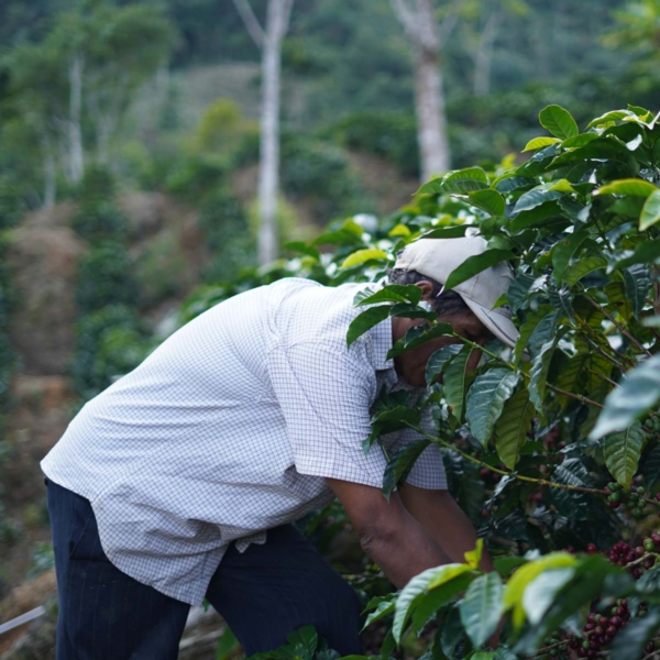 Caffè Bolivia Sol de la Mañana