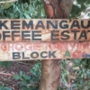 Caffè Kenya Kemangau