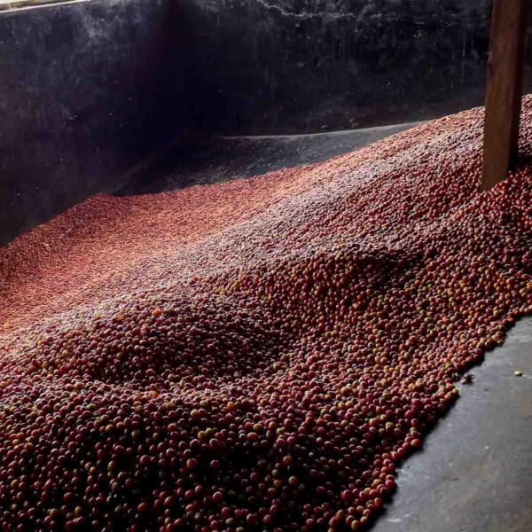 Caffè Pluma Hidalgo - Mexico Lavato