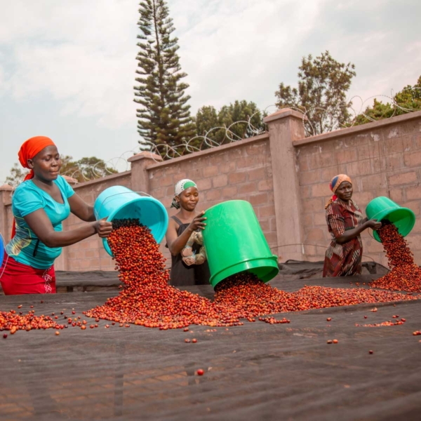 Caffè Uganda Bulambuli